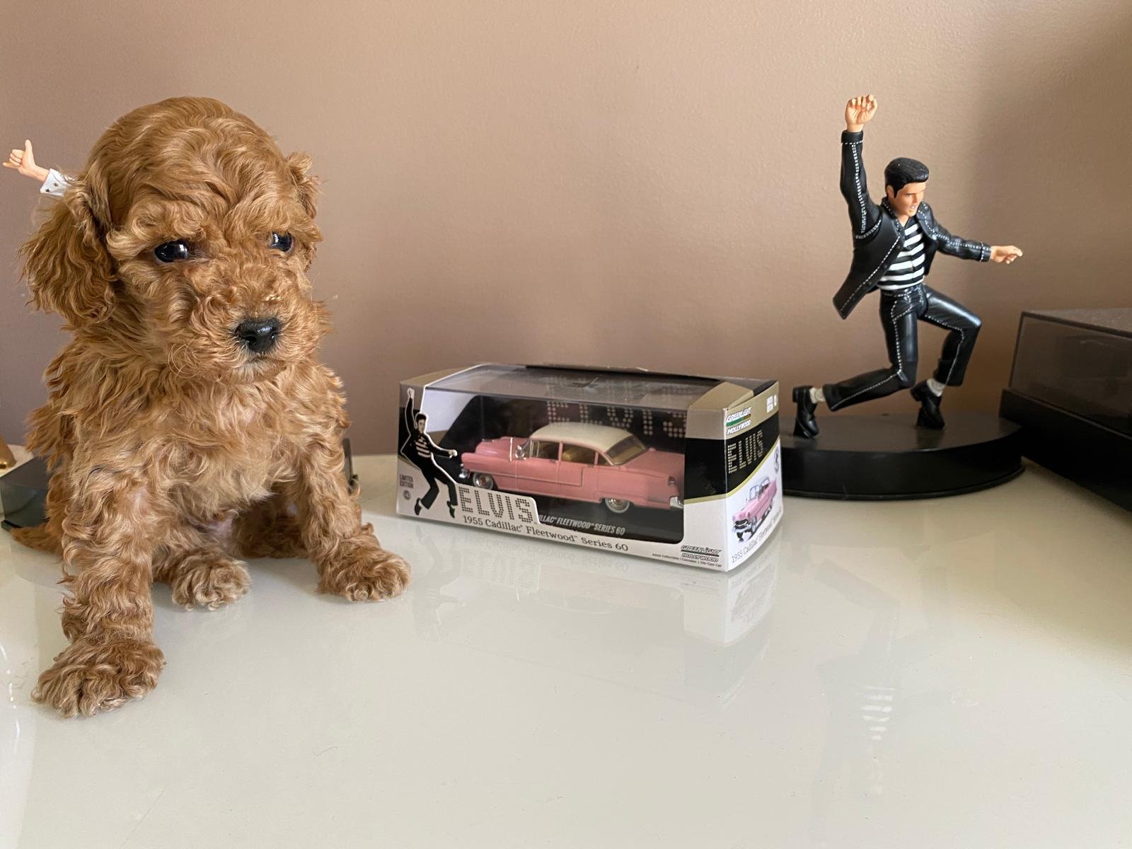 Tiny Toy Poodle Apricot Male