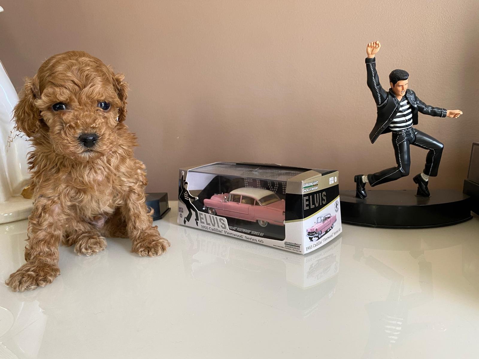 Tiny Toy Poodle Apricot Male 3