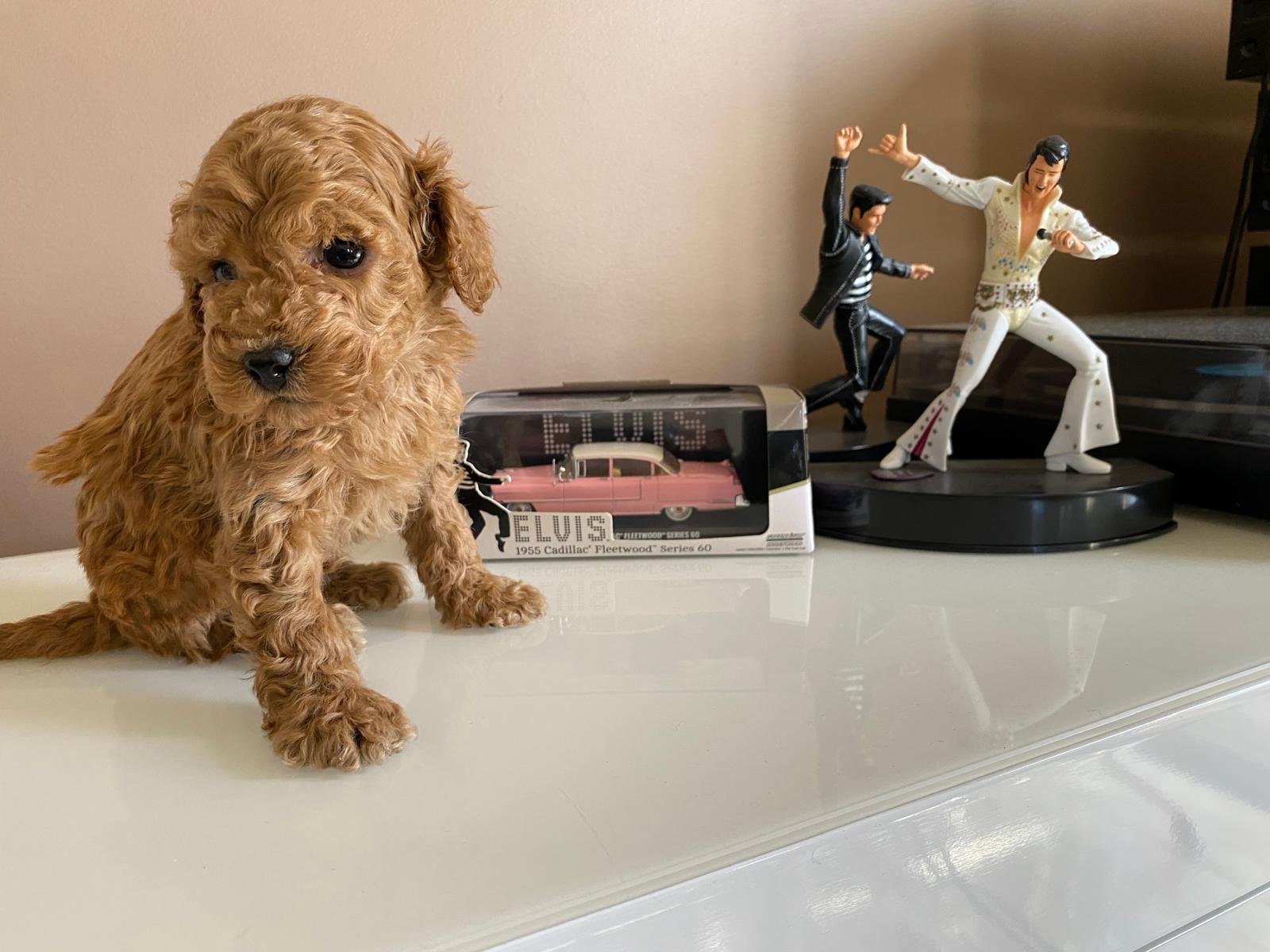 Tiny Toy Poodle Apricot Male 2