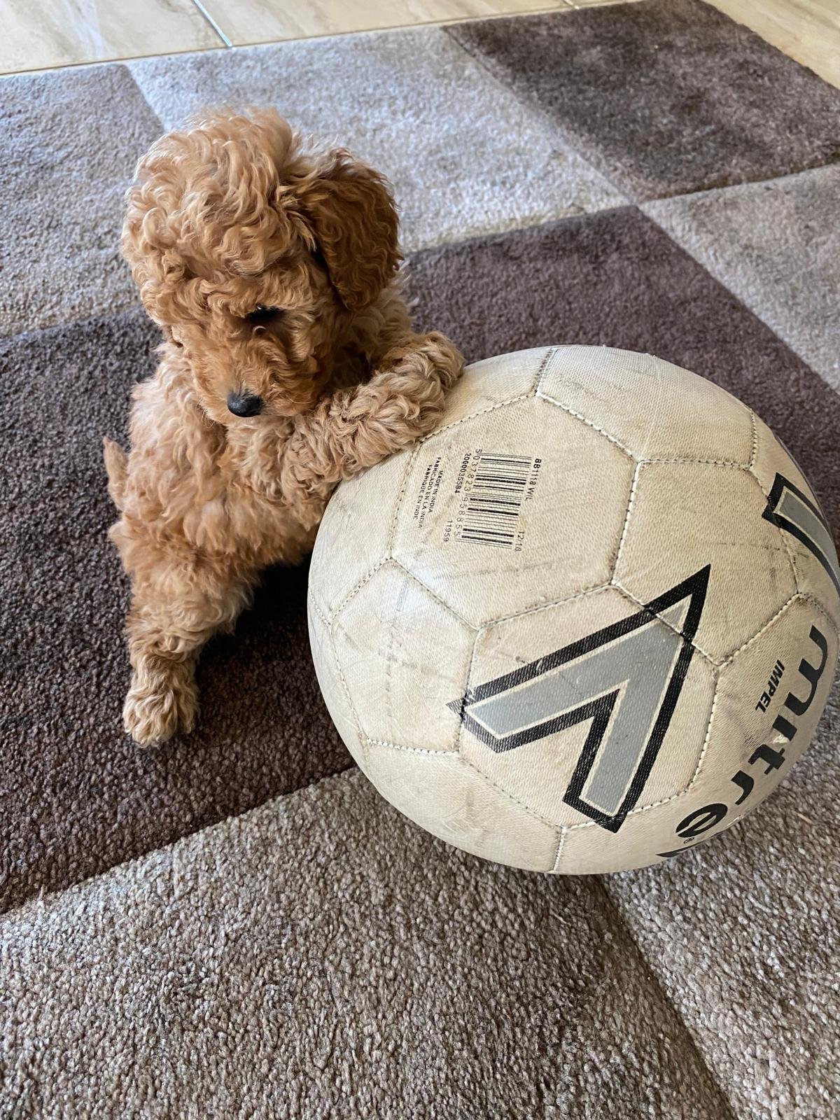 Toy Poodle Apricot male 2