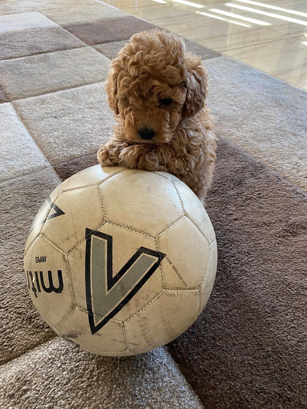 Toy Poodle Apricot male