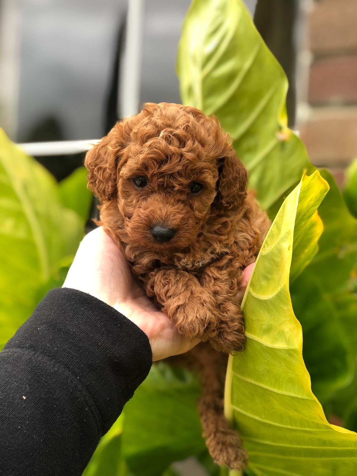 Toy Poodle Dark Red male