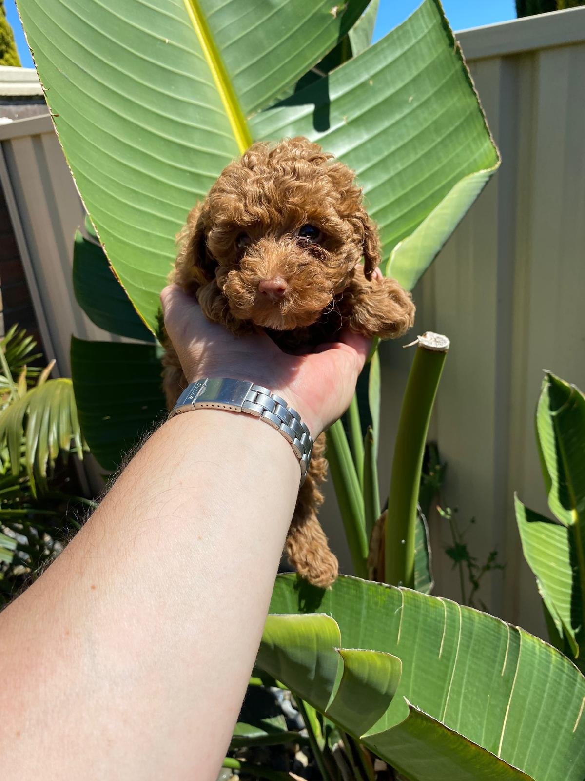 Toy Poodle Red Female