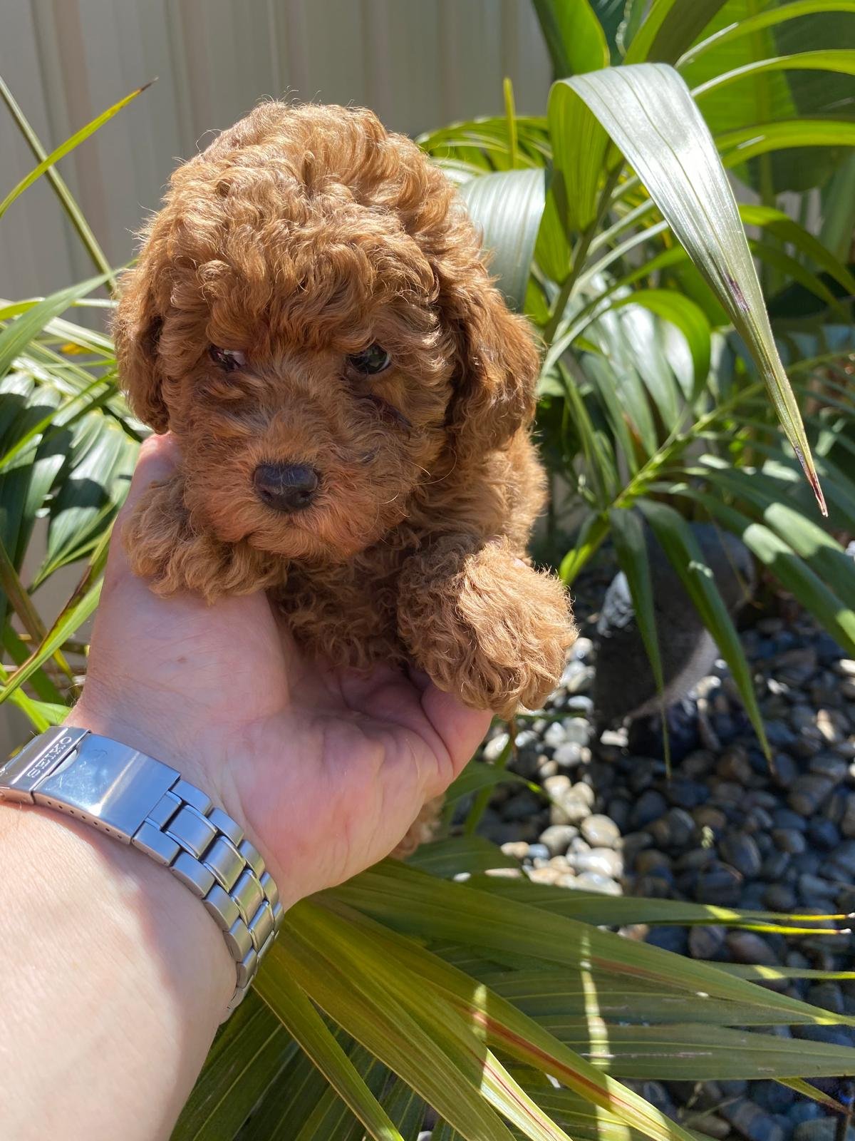 Toy Poodle red female