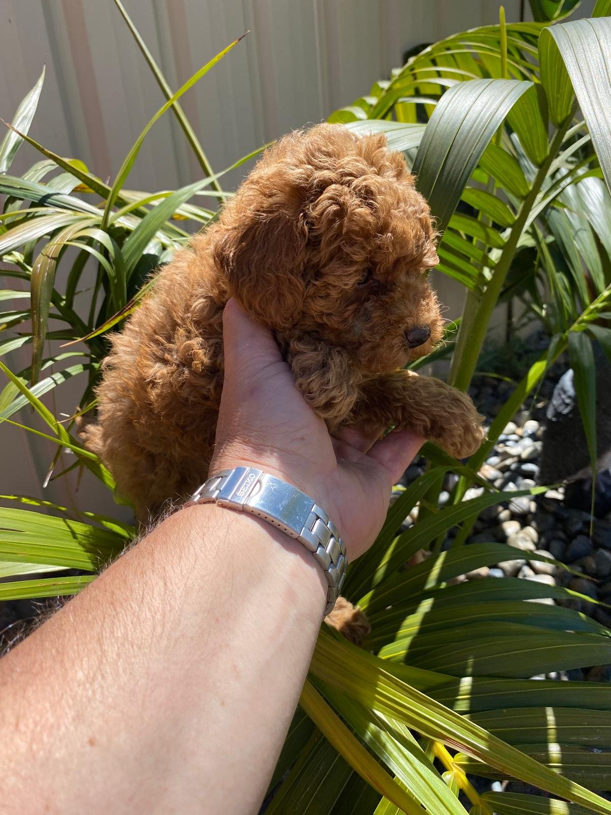 Toy Poodle red female 3
