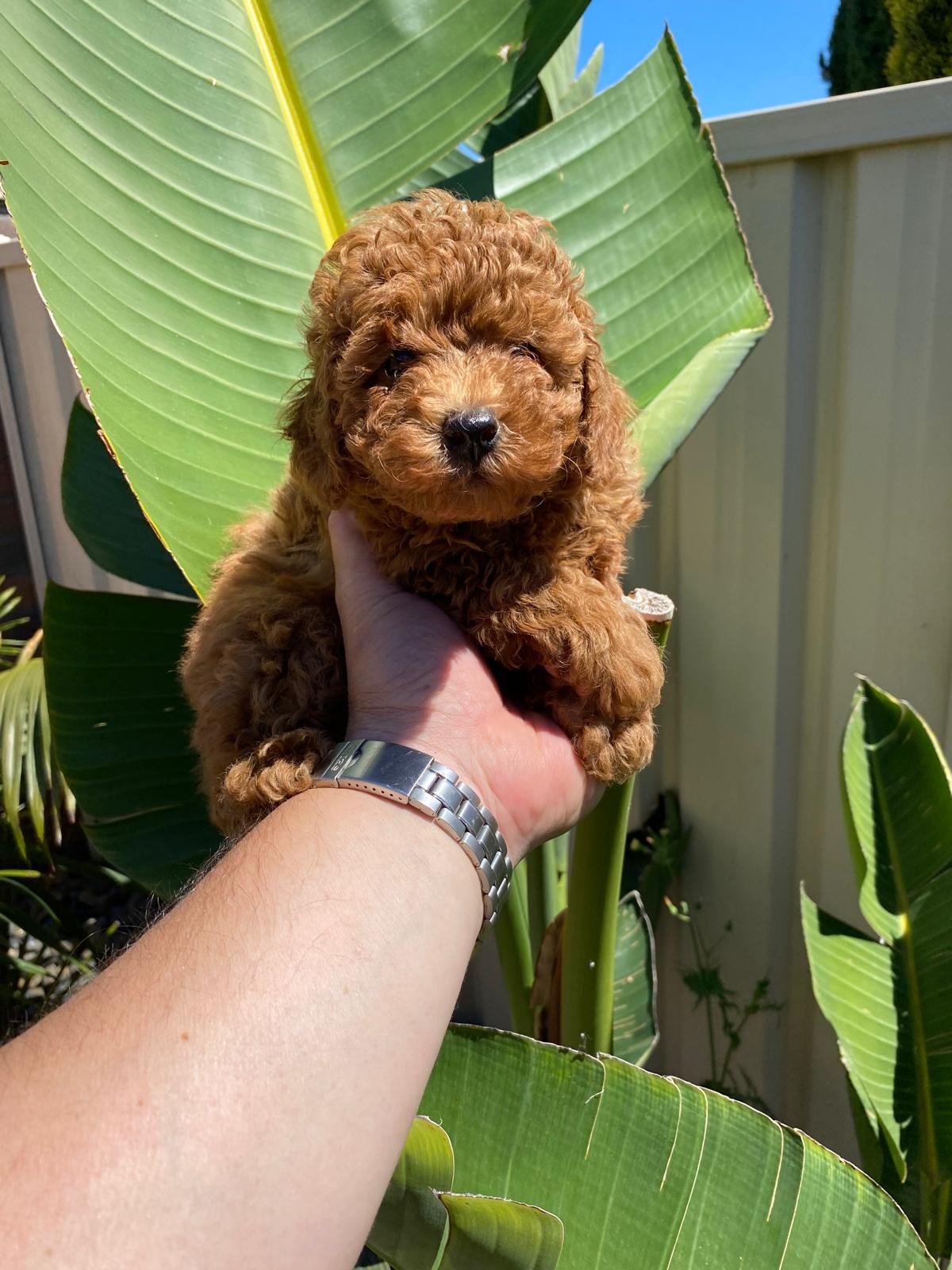 Toy Poodle Red male