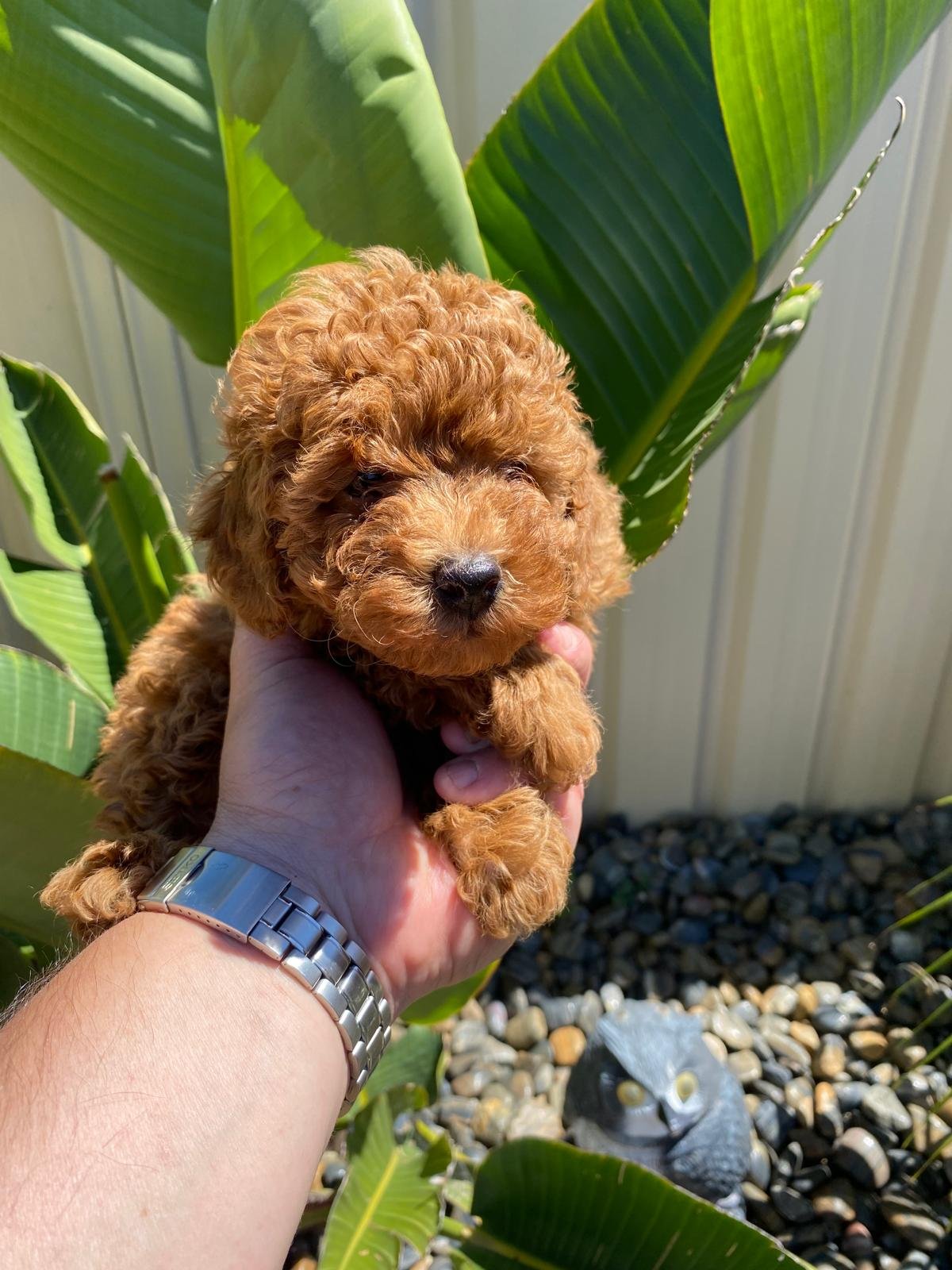 Toy Poodle Red male 2