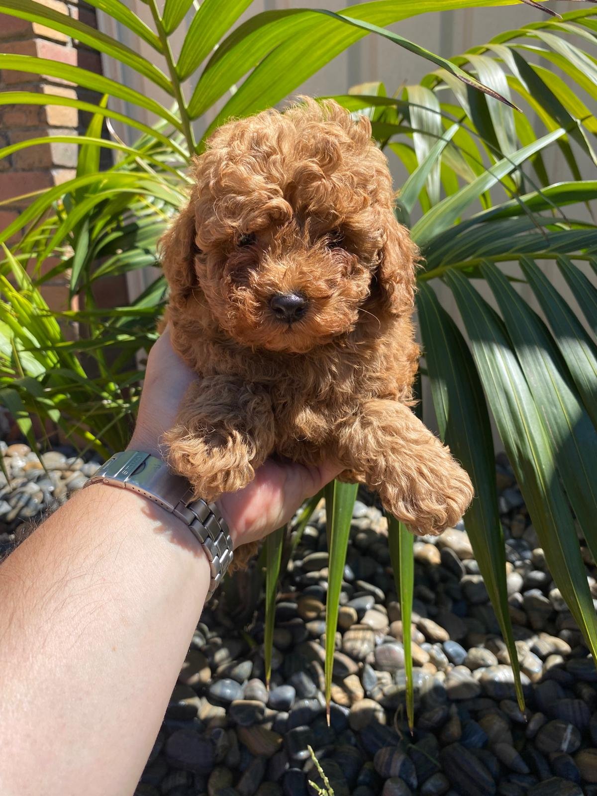 Toy Poodle Red male