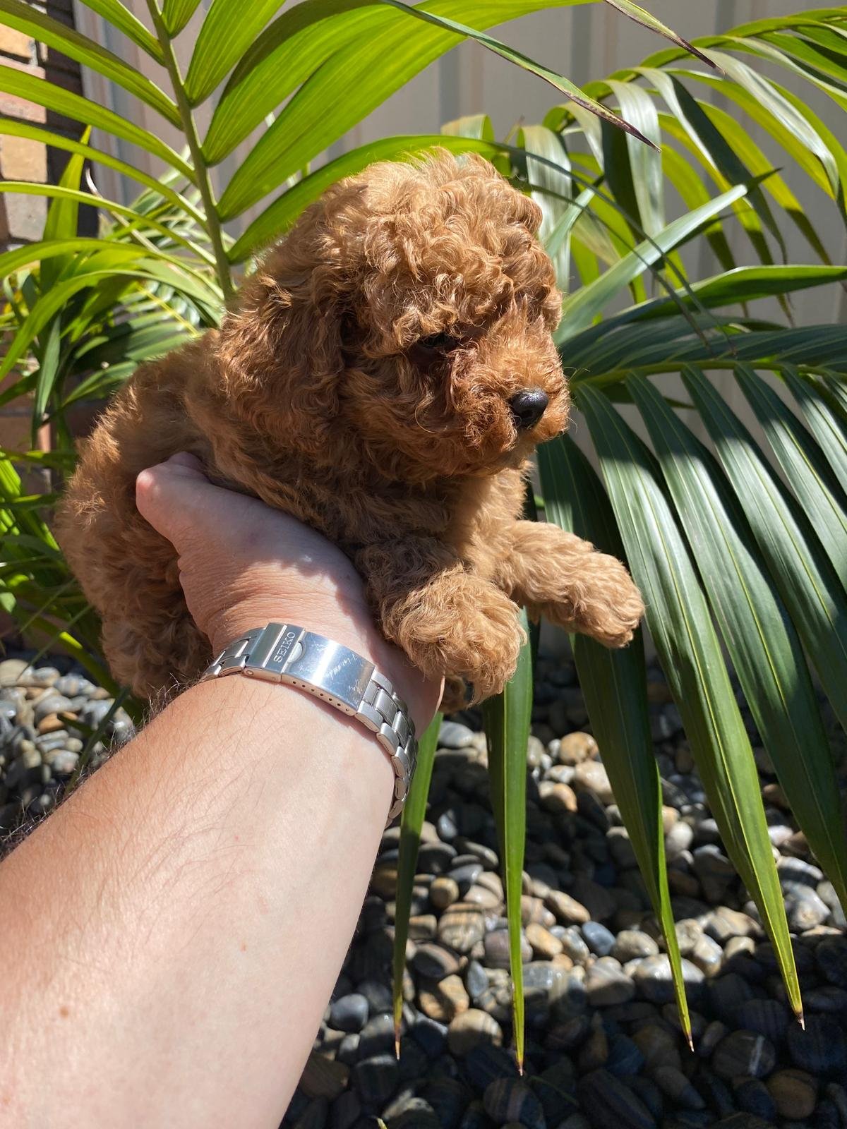 Toy Poodle Red male 2