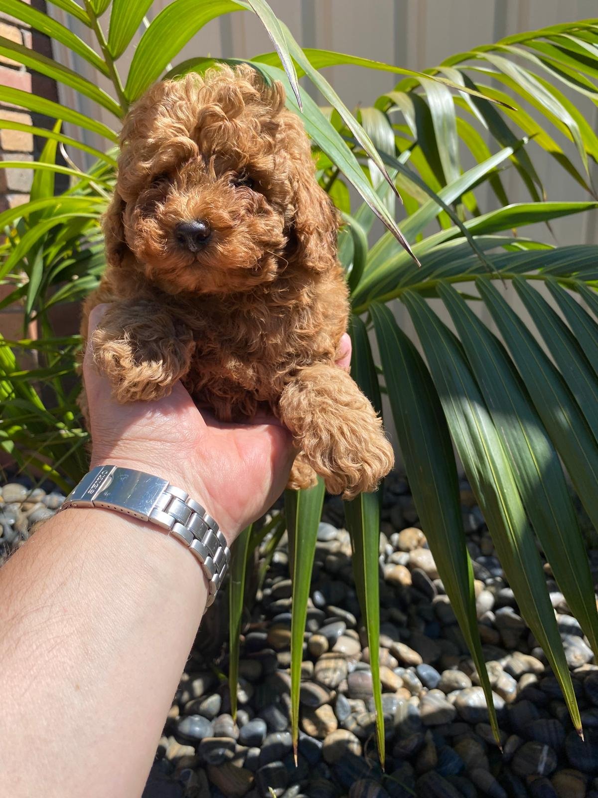 Toy Poodle Red male 3