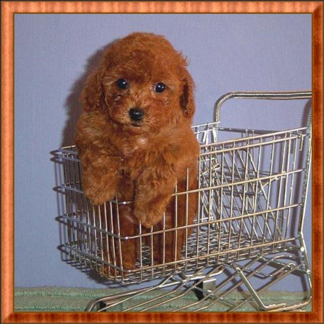 Toy Poodle Red Male
