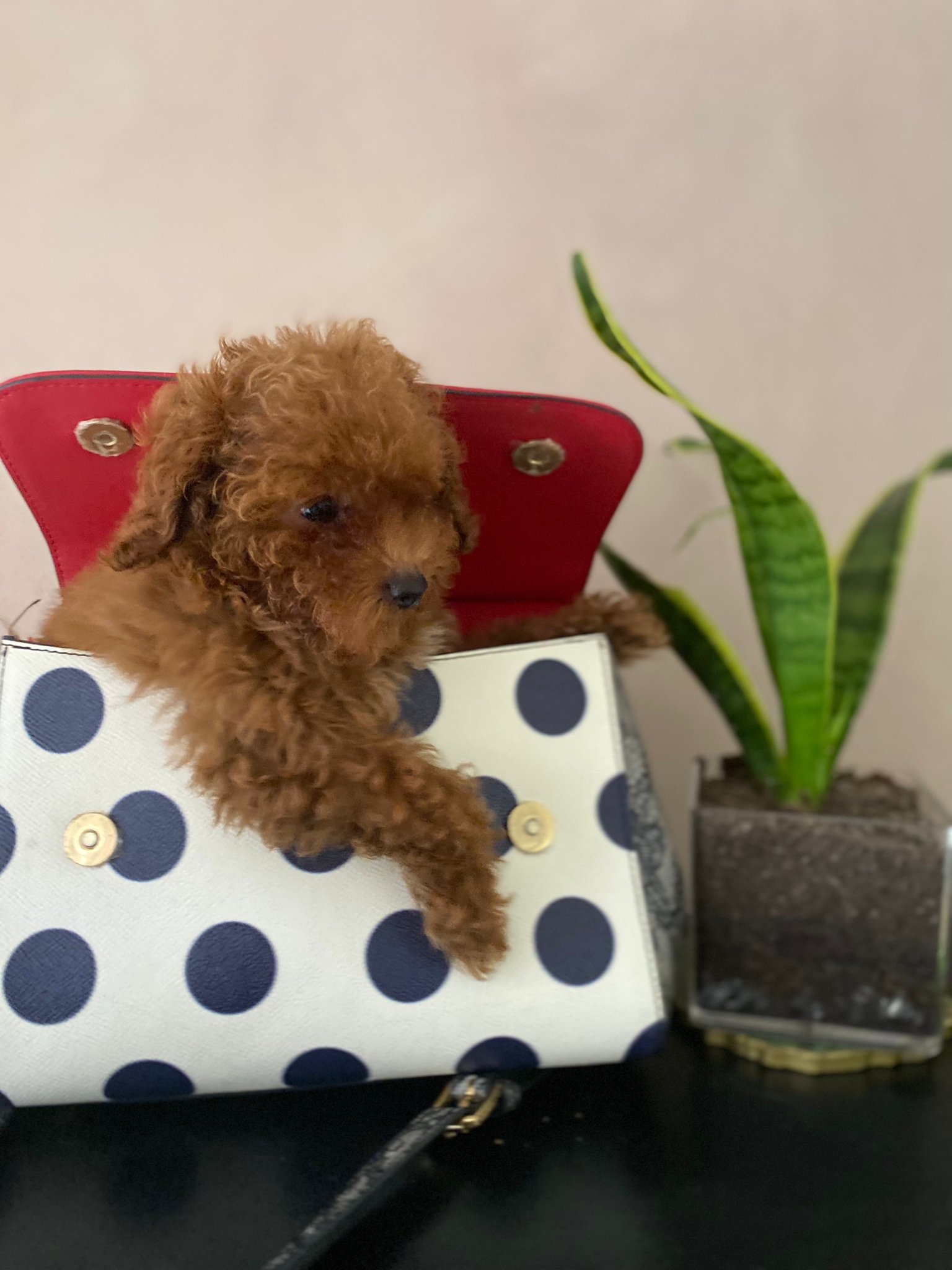 Toy Poodle Red Female
