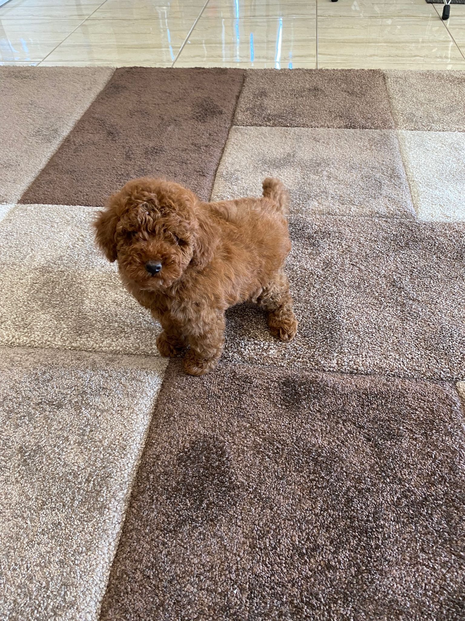 Toy Poodle Red Female