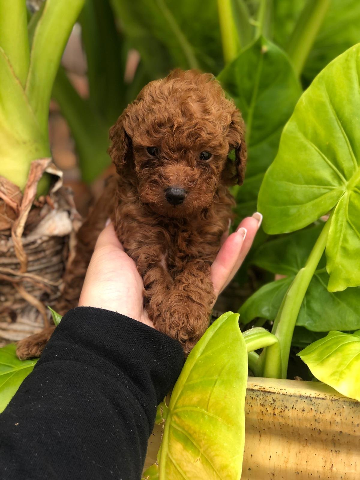 Toy Poodle Red Female