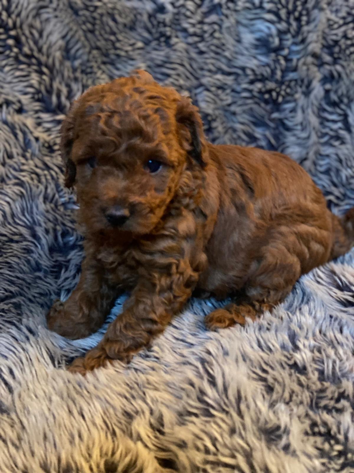Toy Poodle Dark Red Female