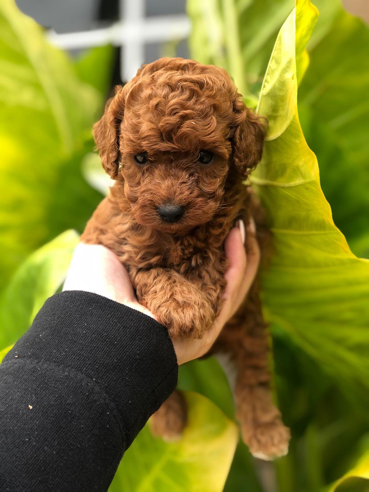 Toy Poodle Dark Red male