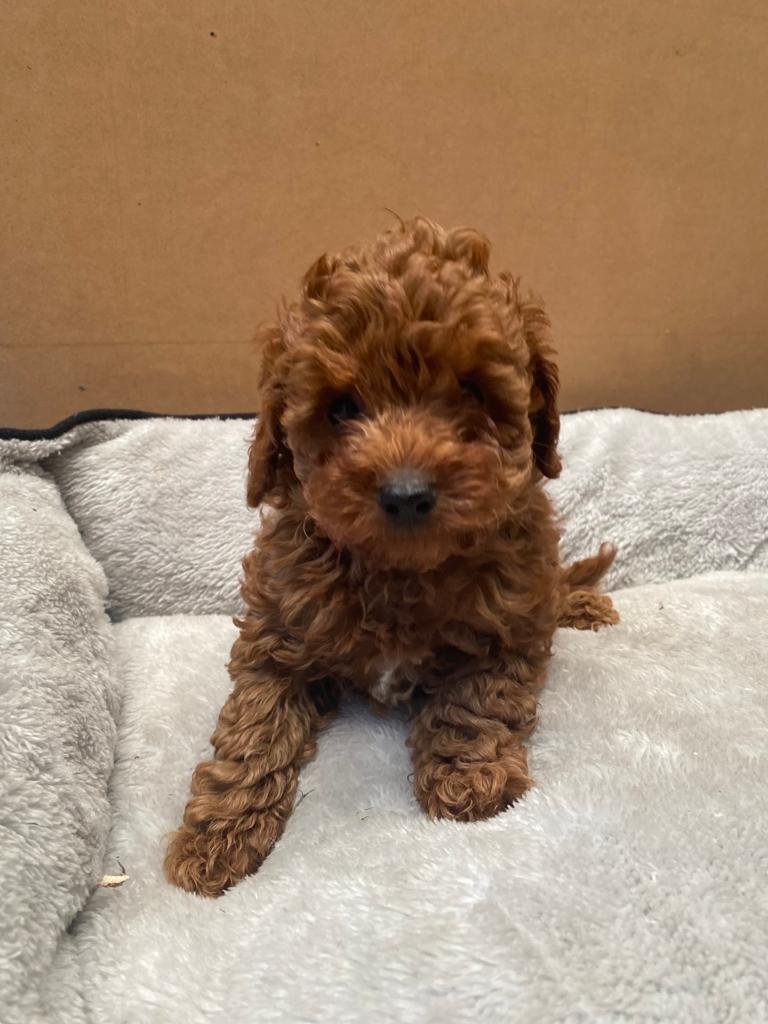 Tiny Toy Poodle Dark Red female