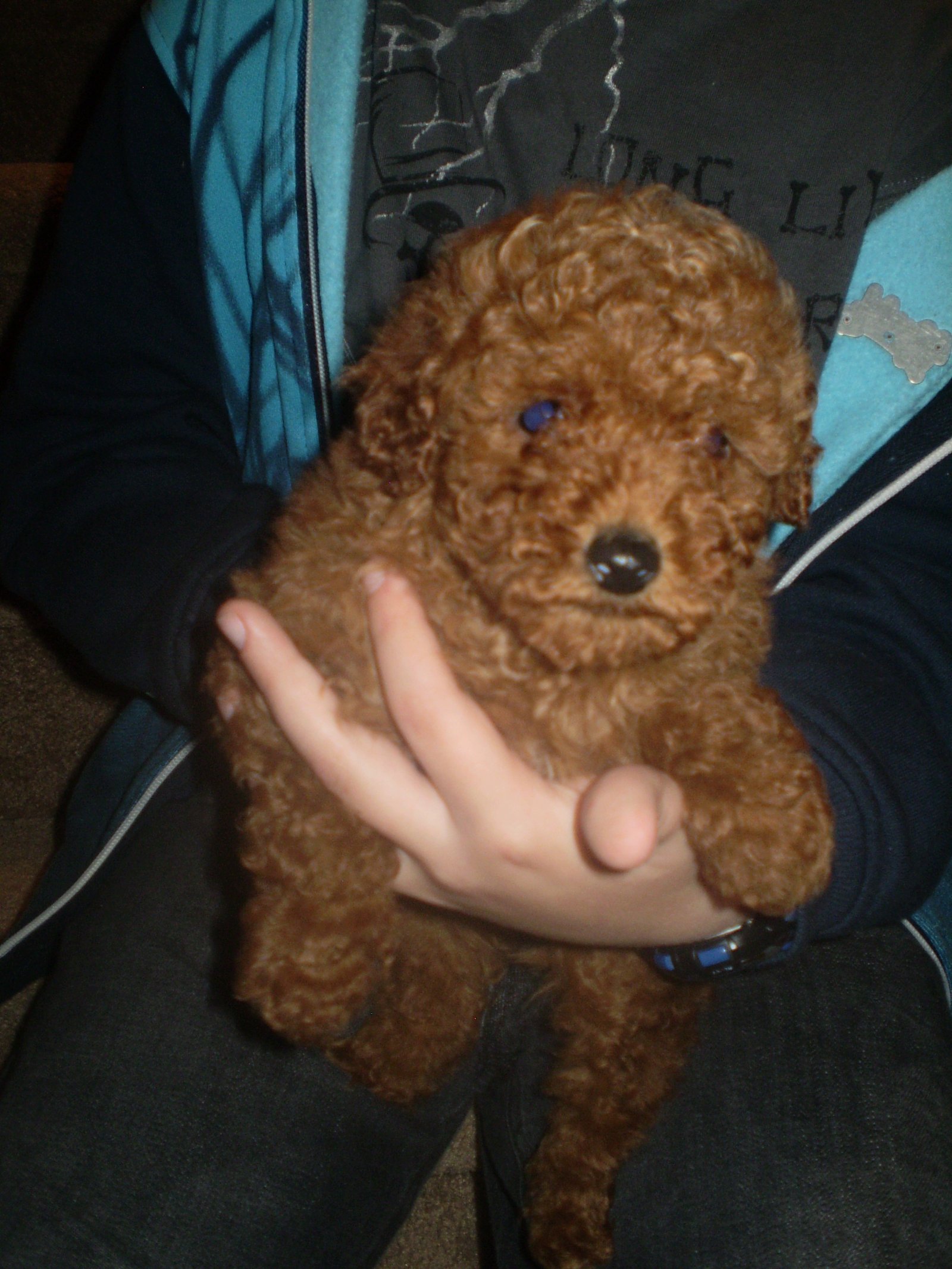 Toy Poodle Red Male