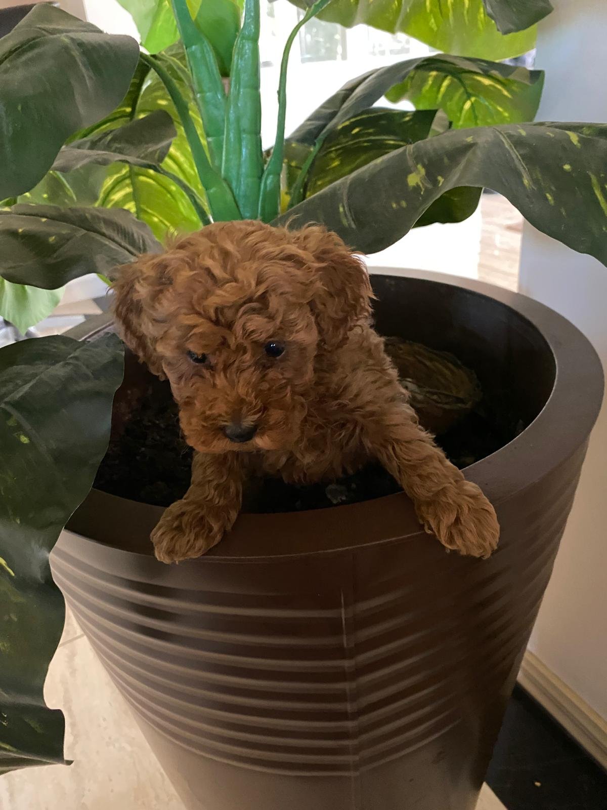 Toy Poodle Red Female