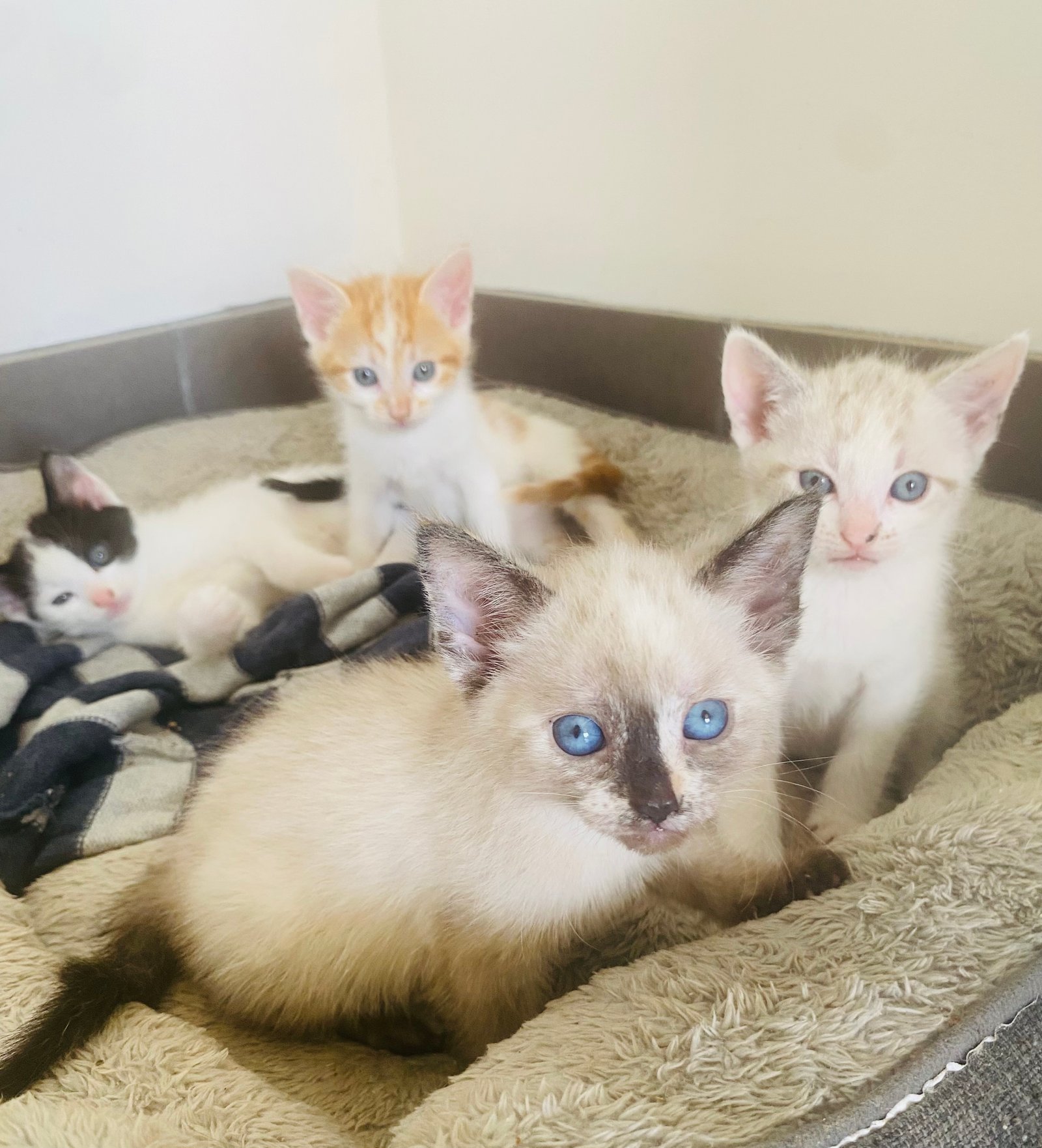 Ragdoll X kittens
