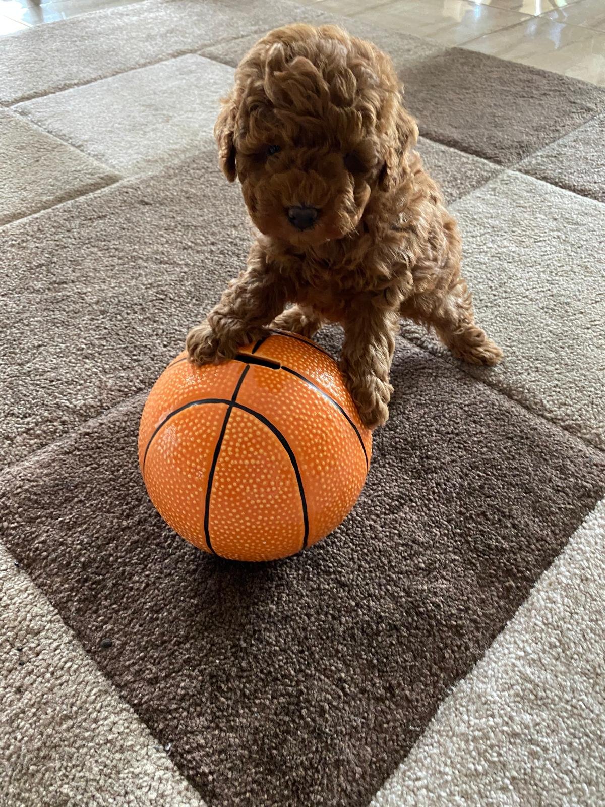 Toy Poodle Red Female
