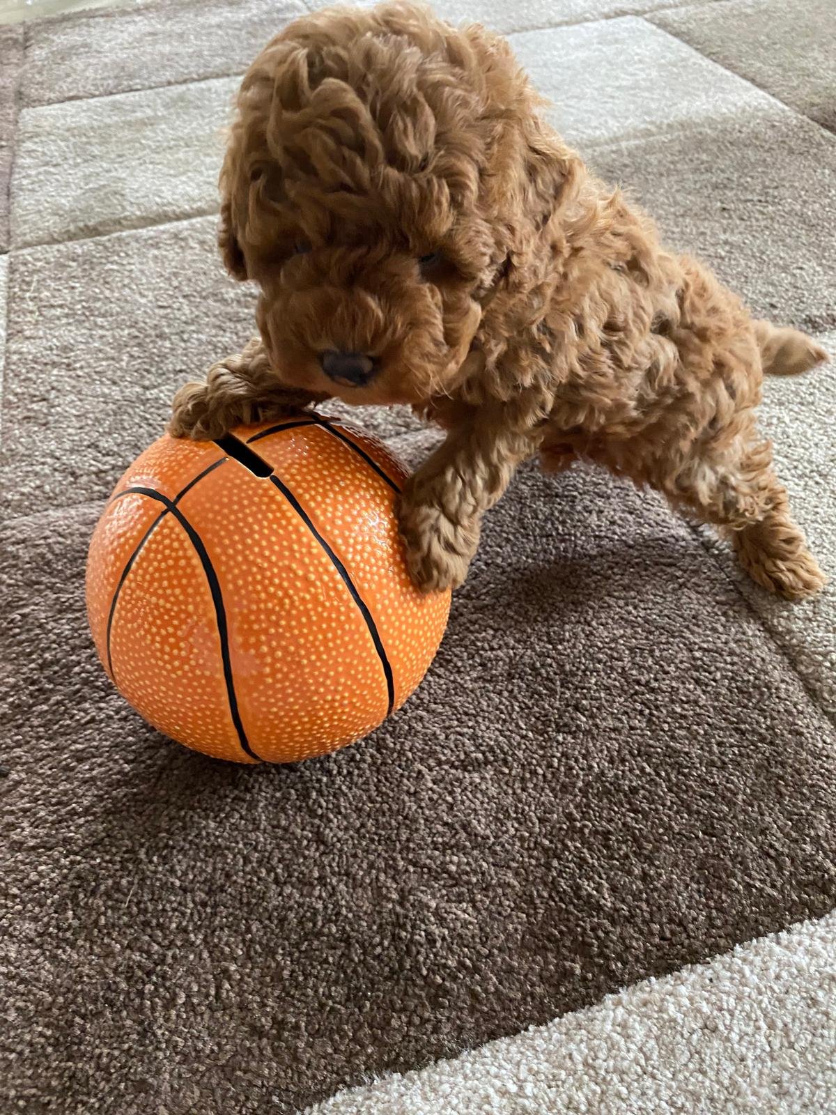 Toy Poodle Red Female 2