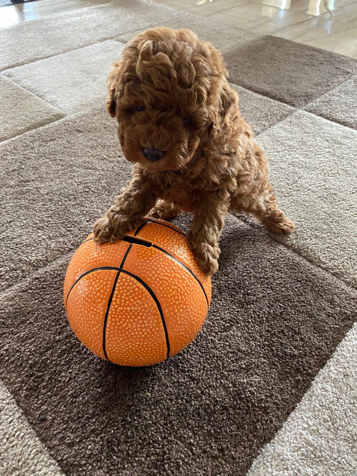 Toy Poodle Red Female 3