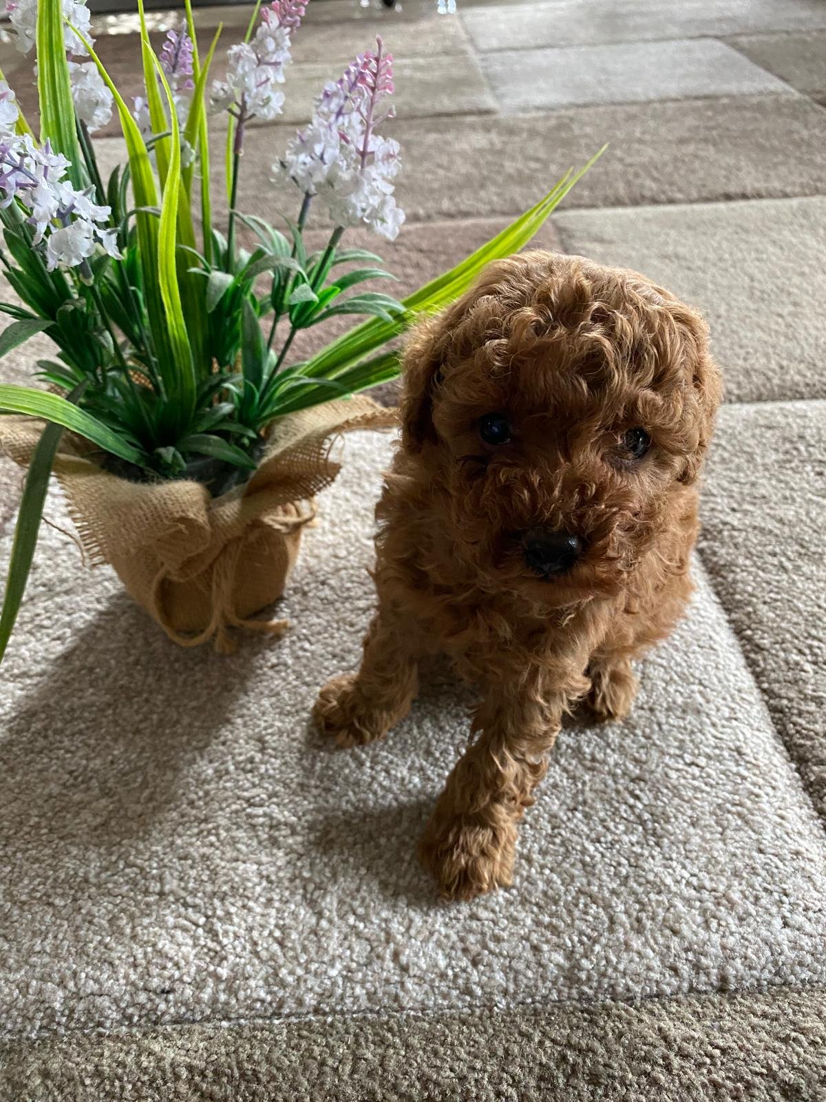 Toy Poodle Red Male