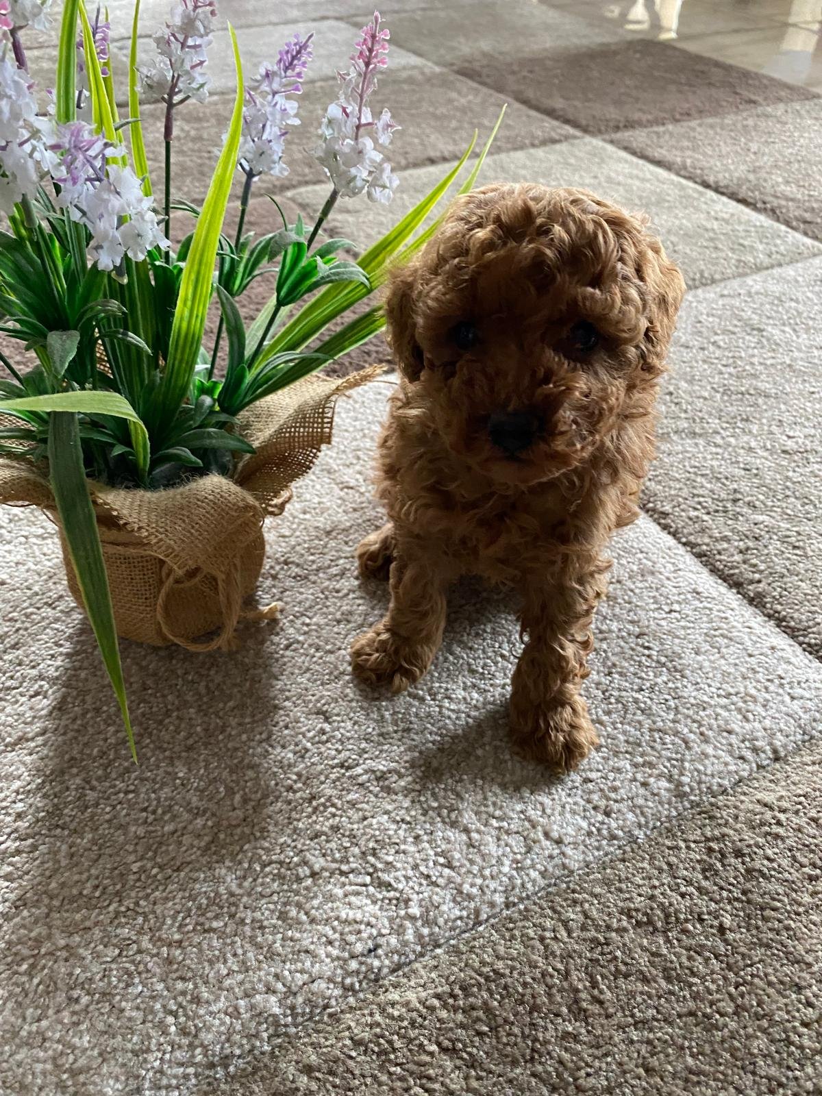 Toy Poodle Red Male 2