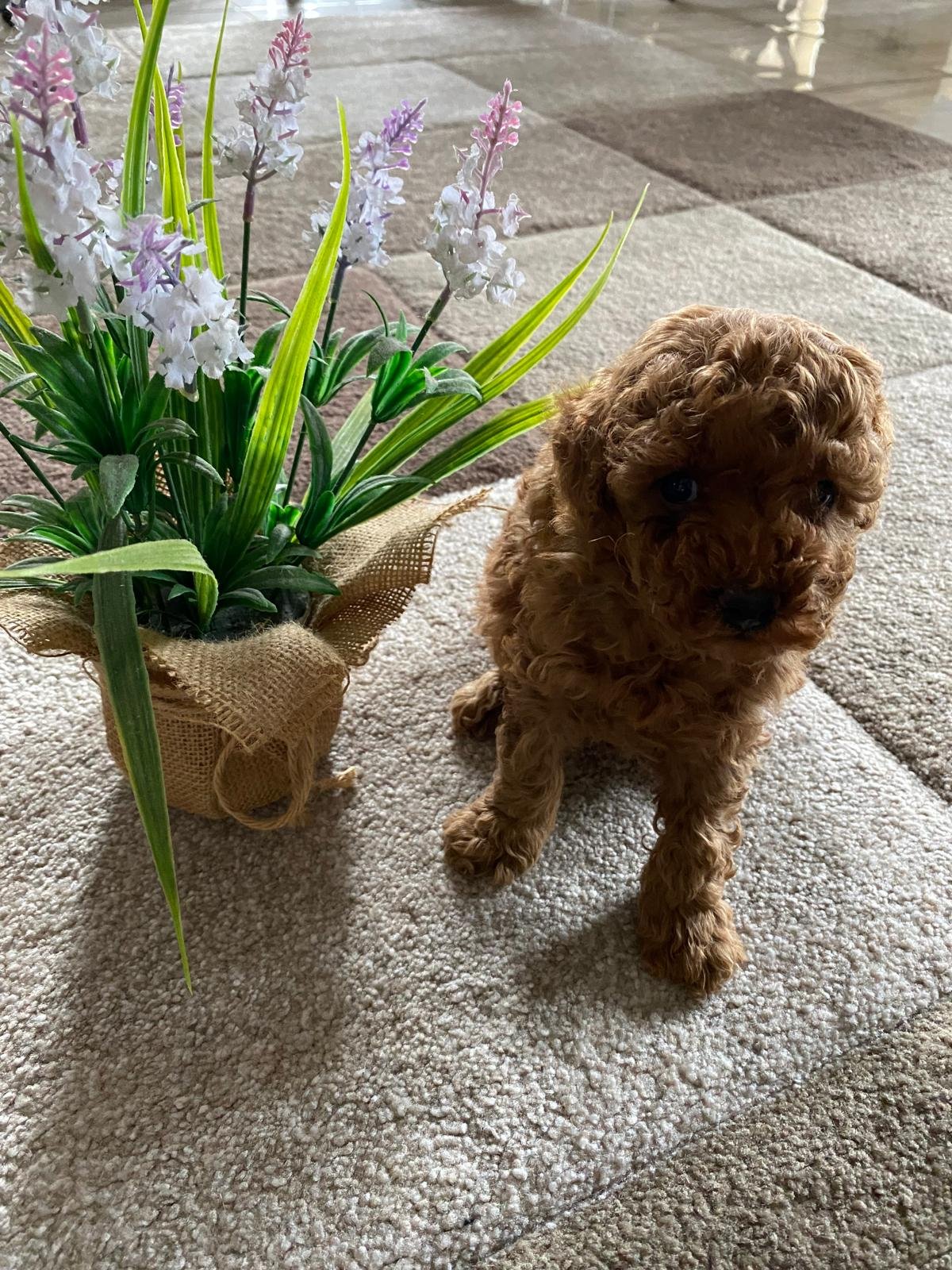 Toy Poodle Red Male 3