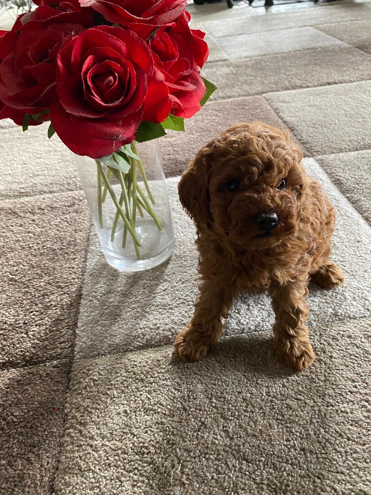 Toy Poodle Red Female