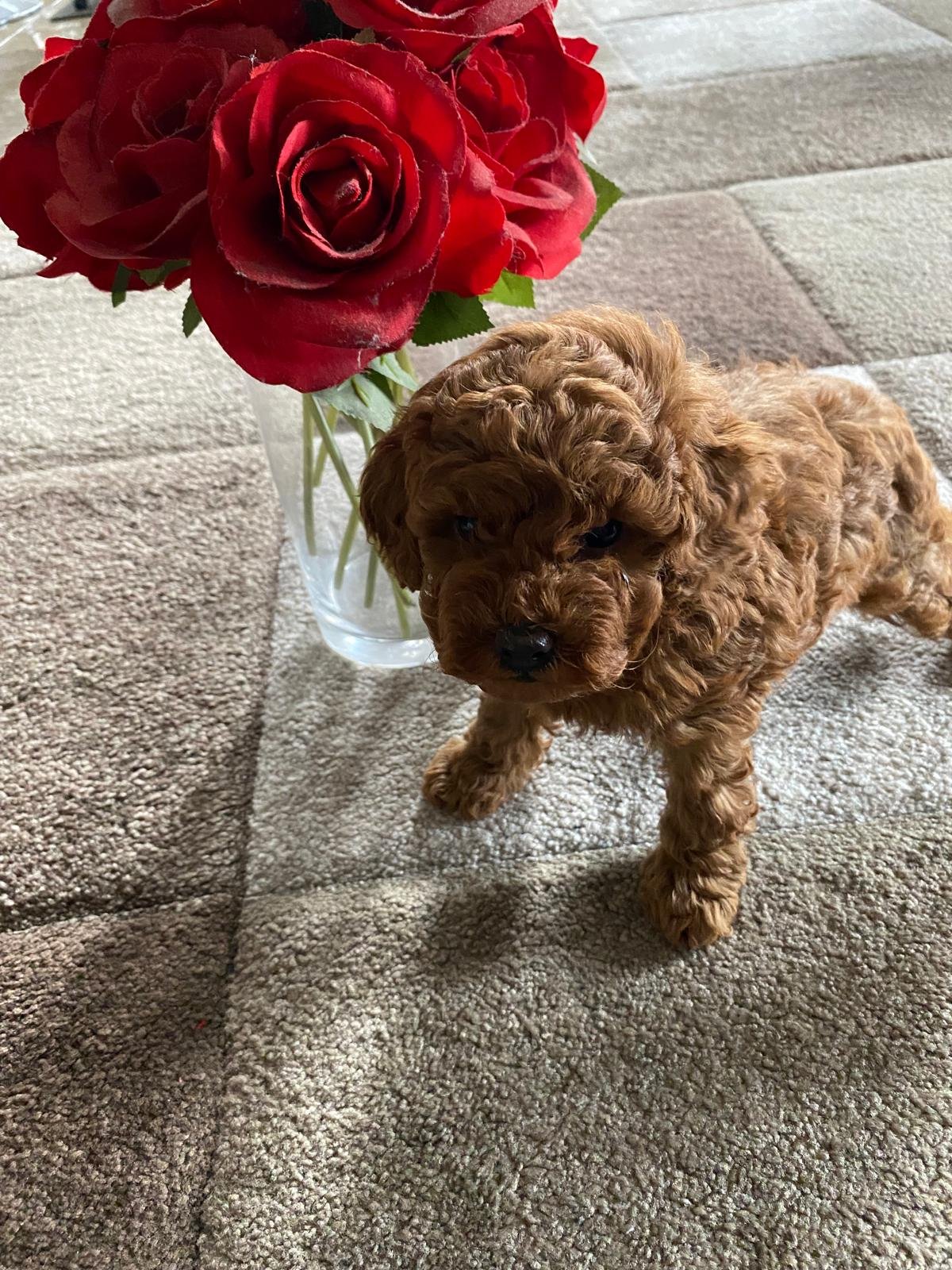 Toy Poodle Red Female 2