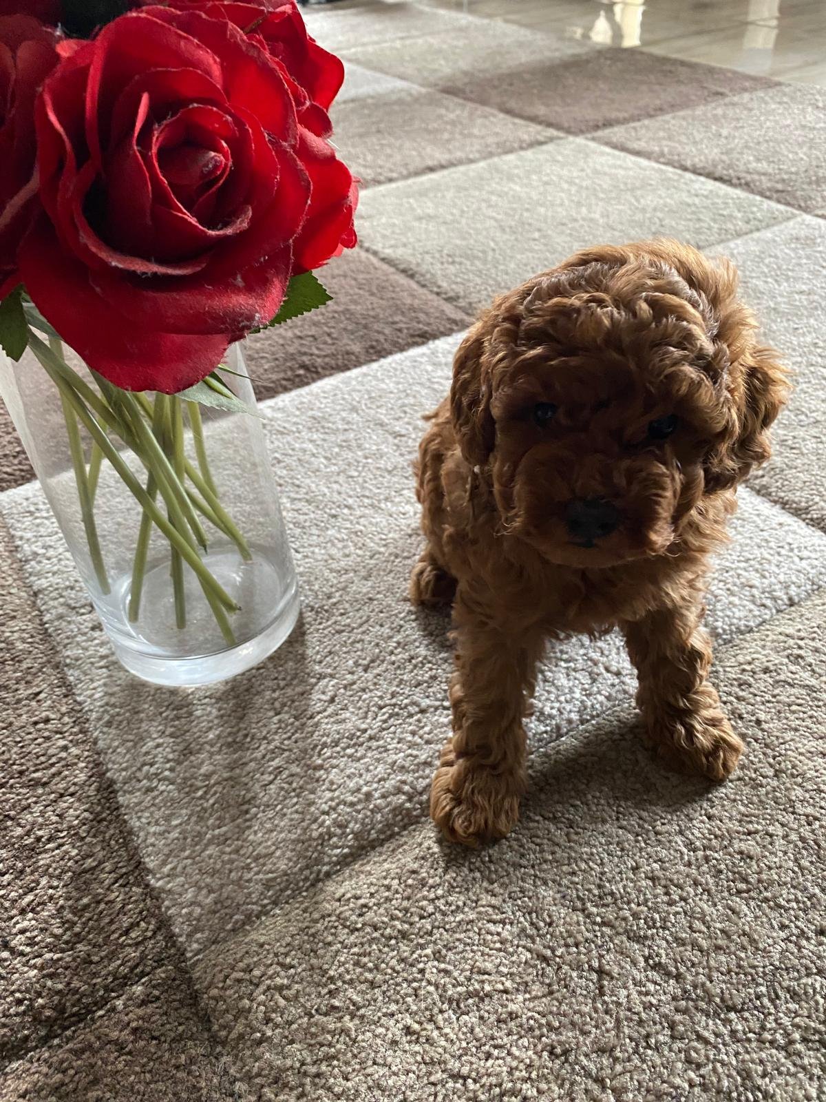 Toy Poodle Red Female 3