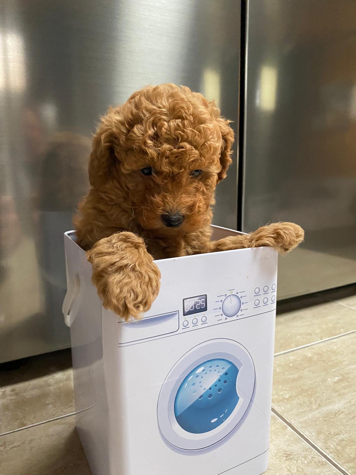 Toy Poodle Red Male