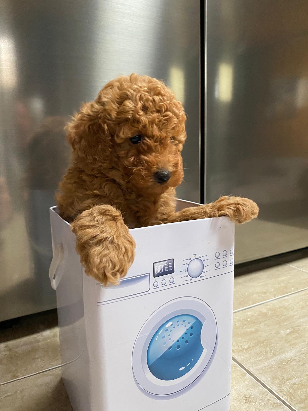 Toy Poodle Red Male 2
