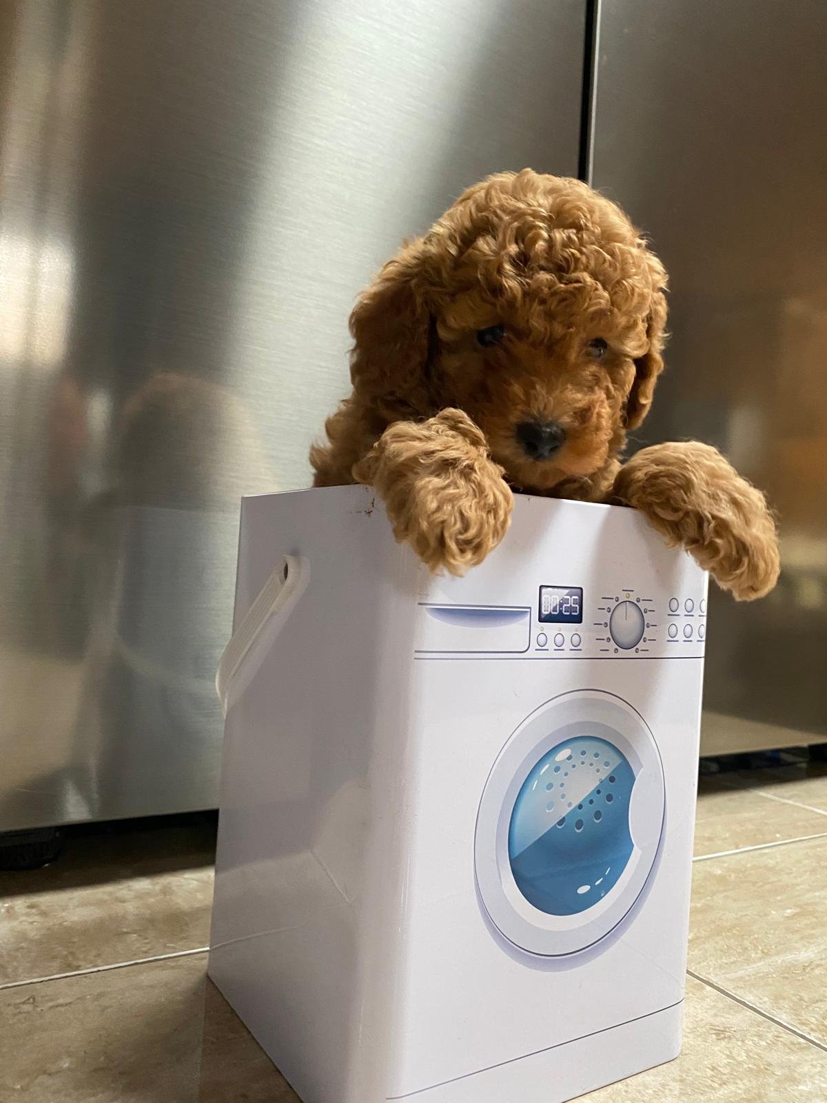 Toy Poodle Red Male 3