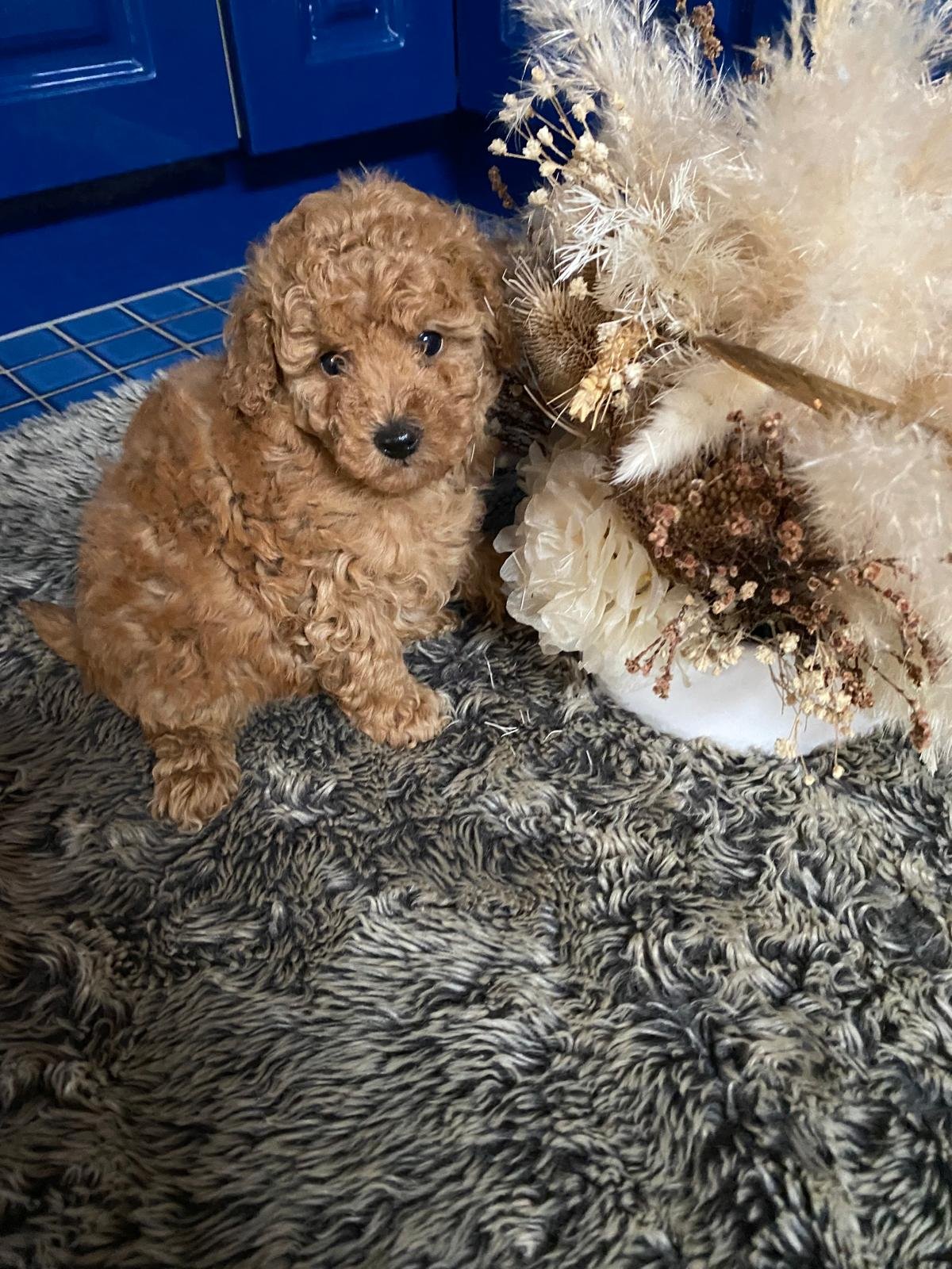 Toy Poodle Red Female