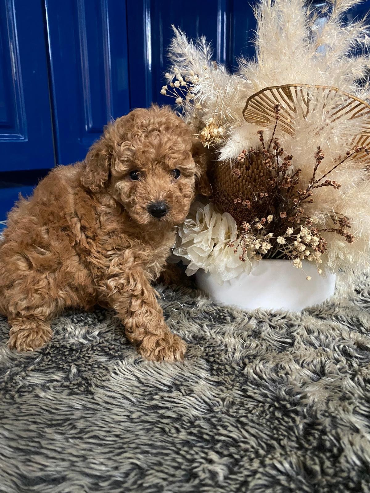 Toy Poodle Red Female 2