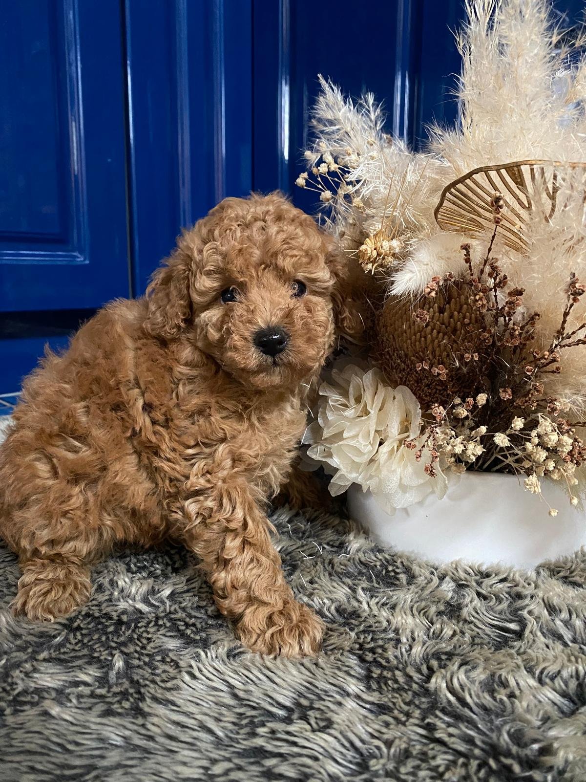Toy Poodle Red Female 3