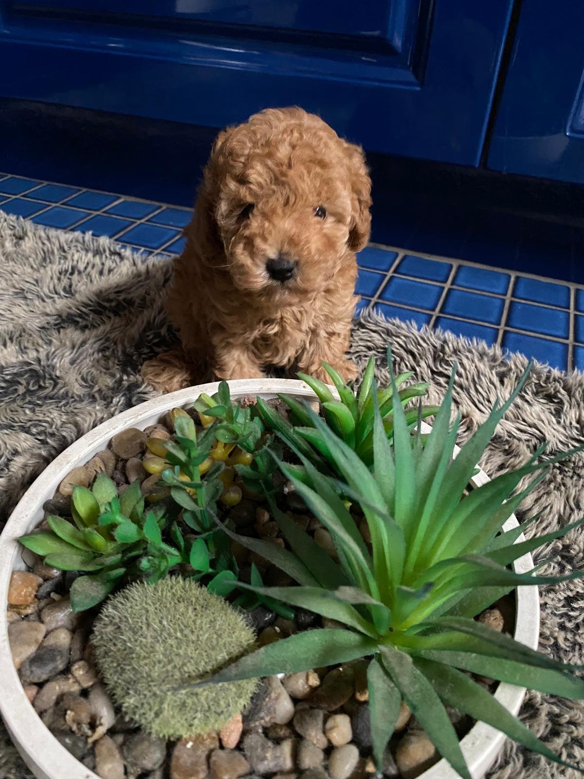 Toy Poodle Female