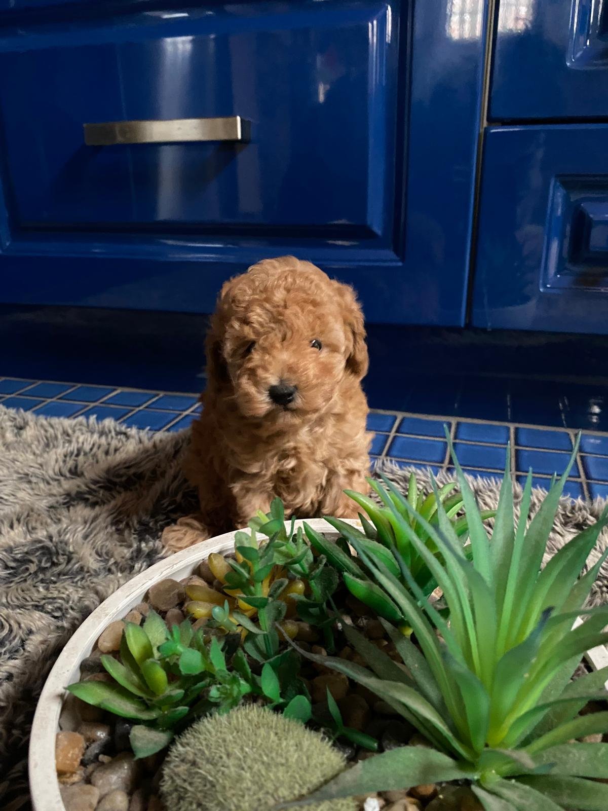 Toy Poodle Female 2