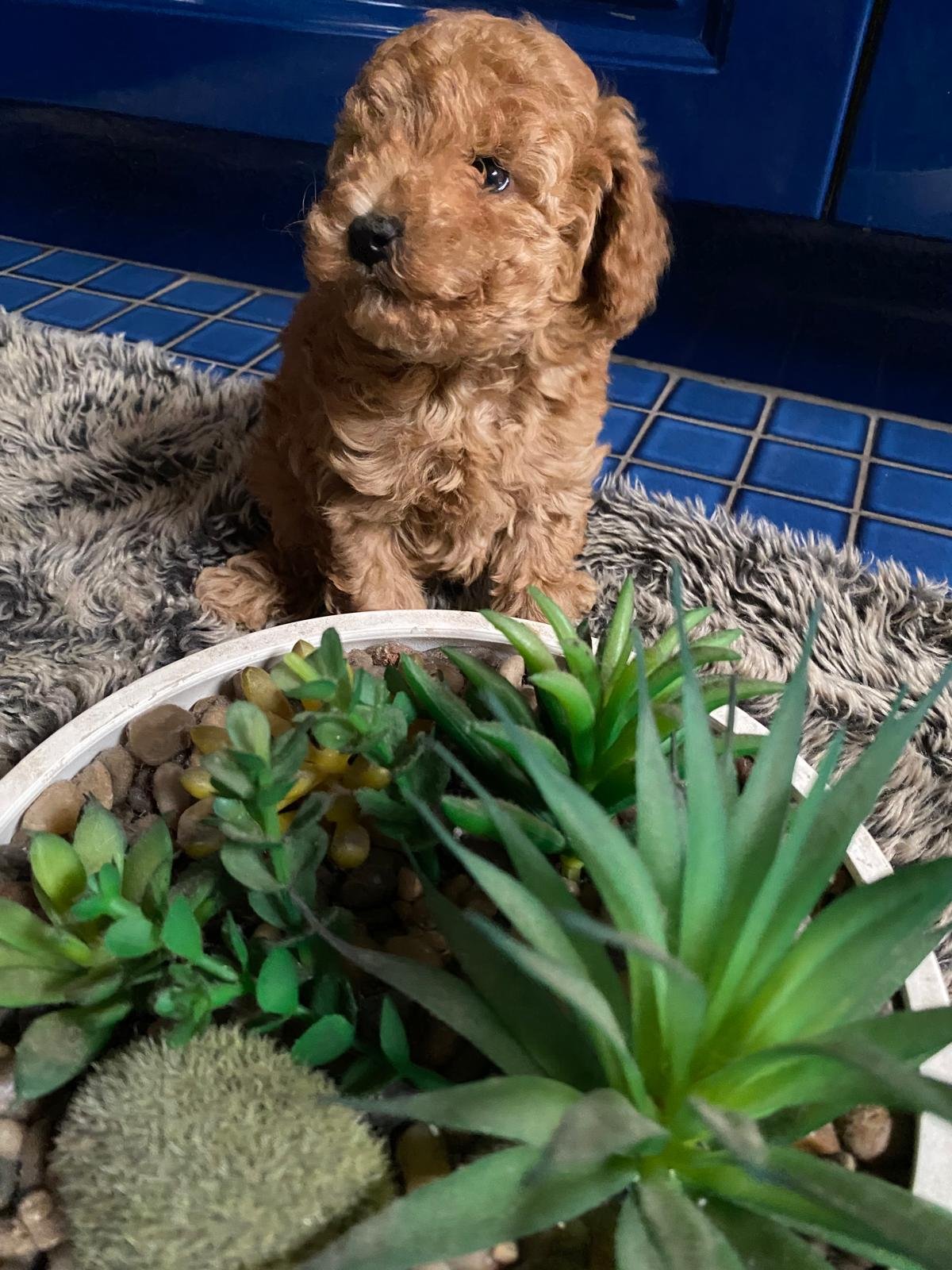 Toy Poodle Female 3