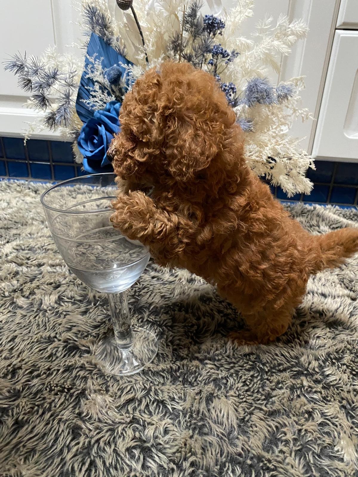 Toy Poodle Tiny Female