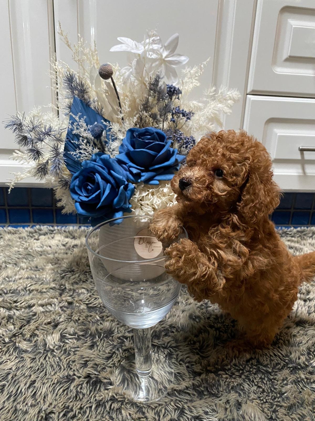 Toy Poodle Tiny Female 2