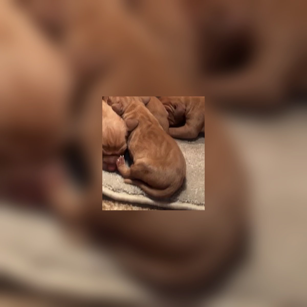 Hungarian Vizsla Male