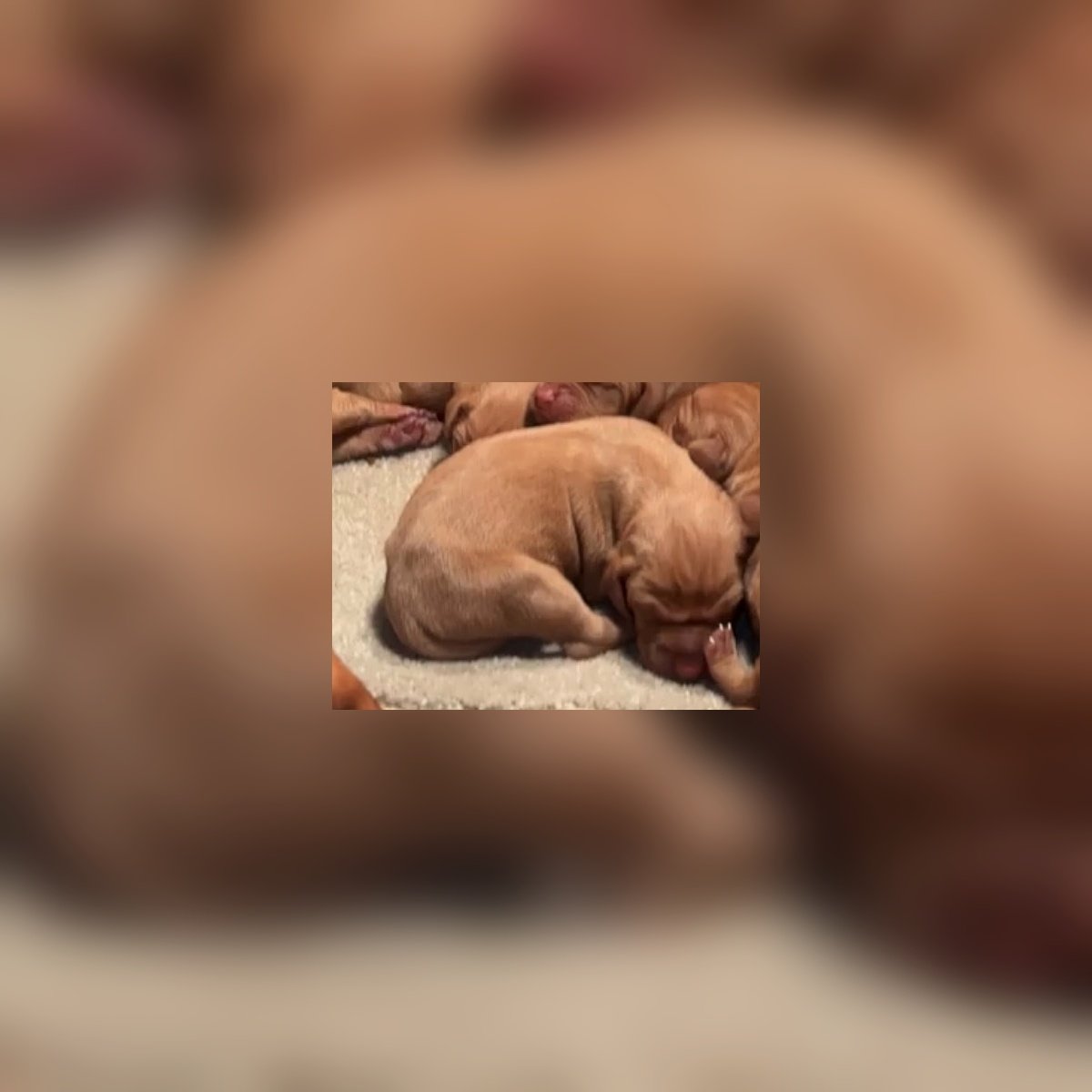 Hungarian Vizsla Male
