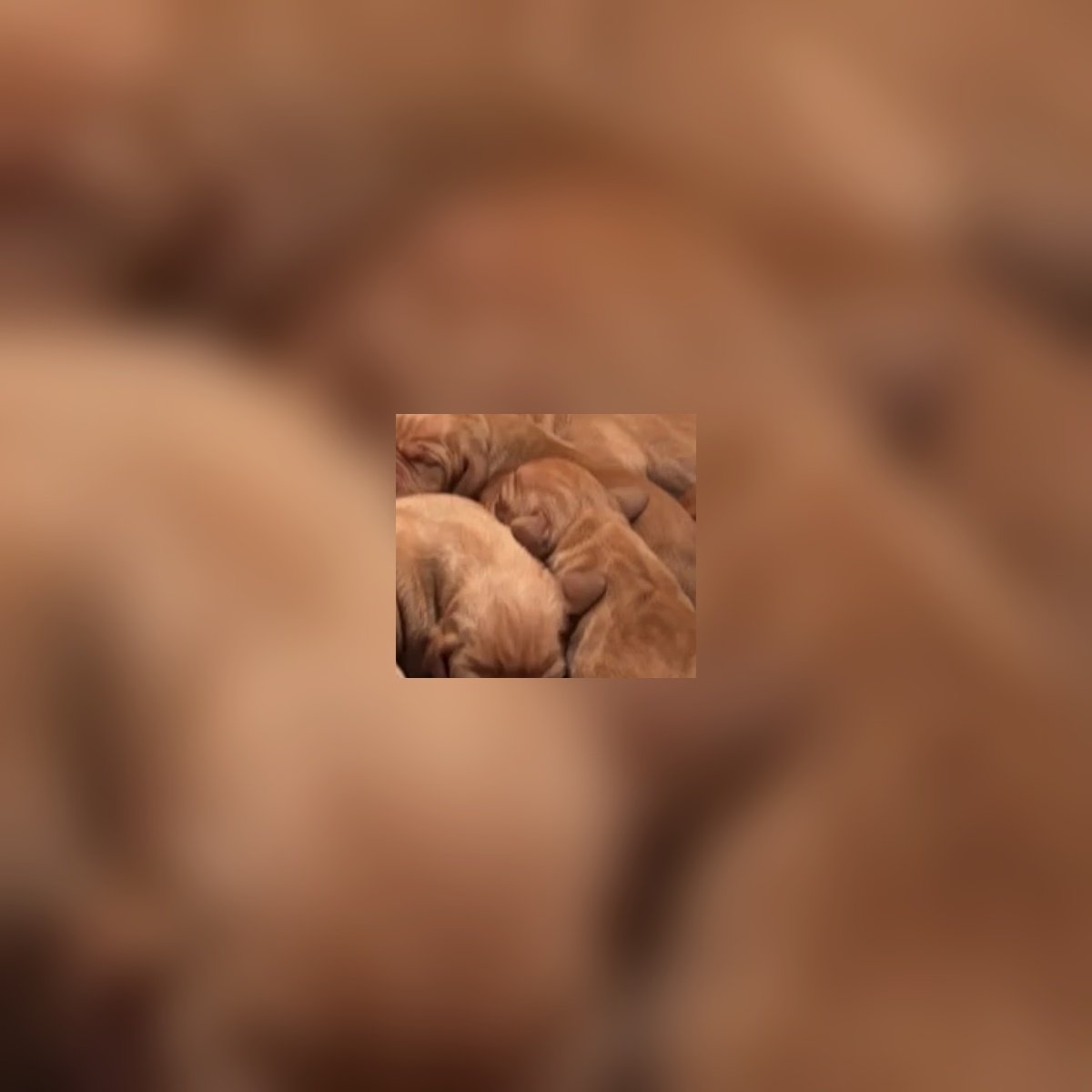 Hungarian Vizsla Male