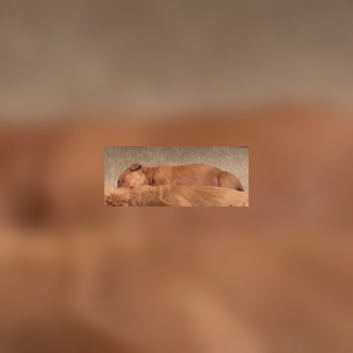 Hungarian Vizsla Male