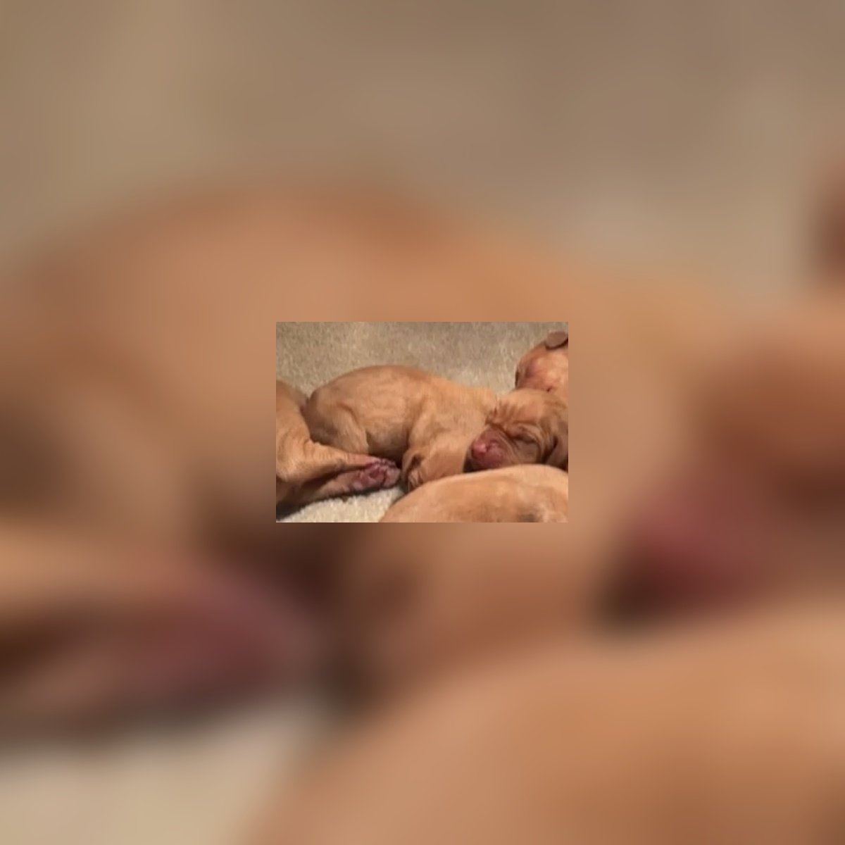 Hungarian Vizsla Female