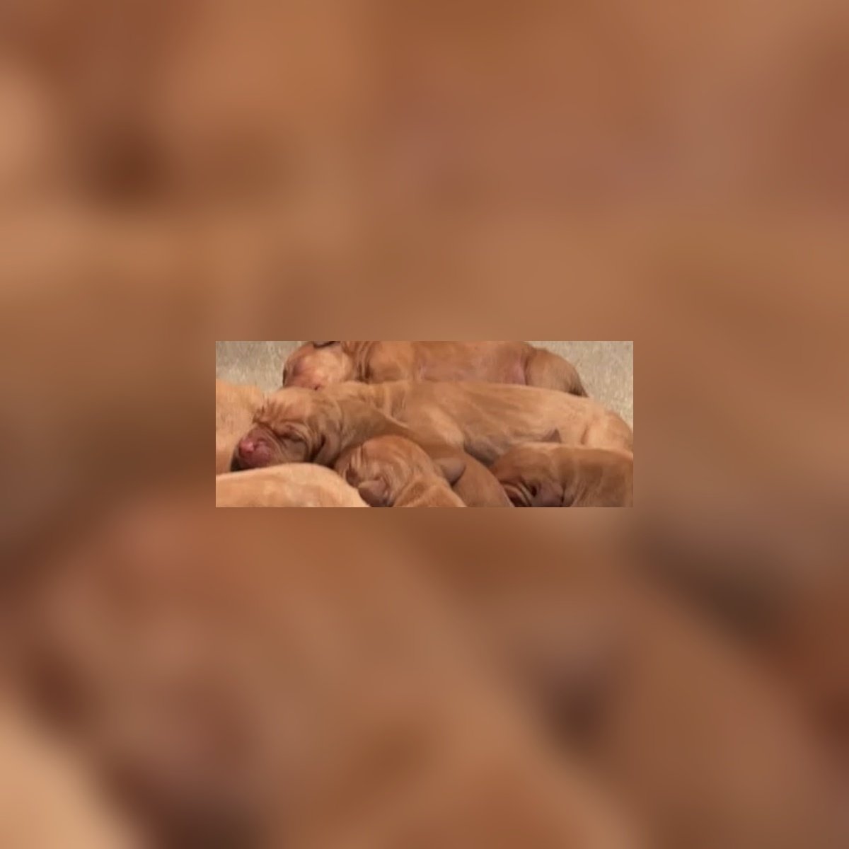 Hungarian Vizsla Female